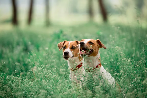 Çimenlerde Oturan Jack Russell Cins Köpeklerin Portresi — Stok fotoğraf