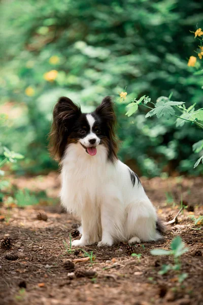 Açık havada poz Papillon cins köpek Portresi 