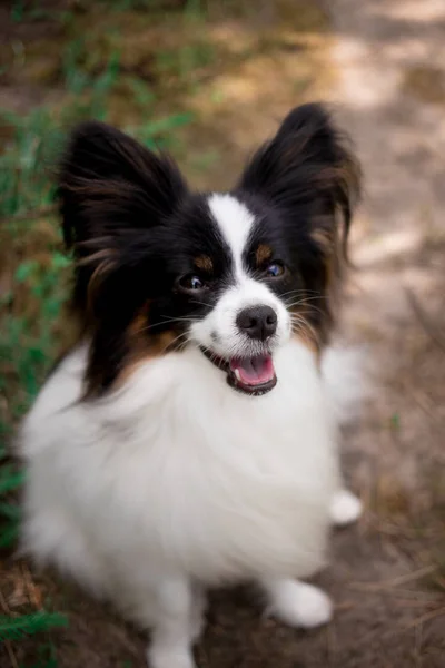 Portrait of Papillon breed dog posing outdoors