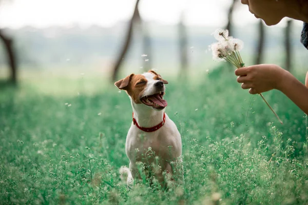 Portrait Jack Russell Breed Flowers Hands Outdoors — Stock Photo, Image