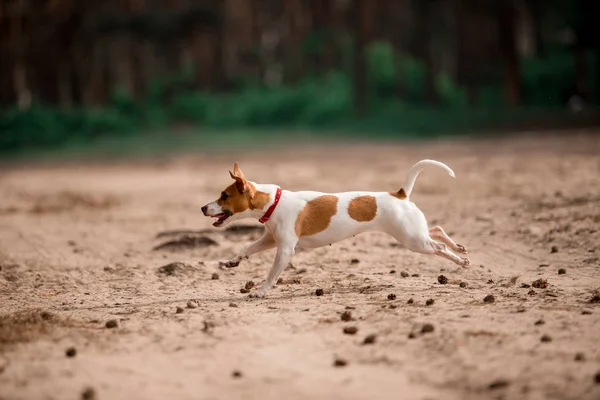 Juguetón Jack Russell Crianza Perro Corriendo Bosque —  Fotos de Stock