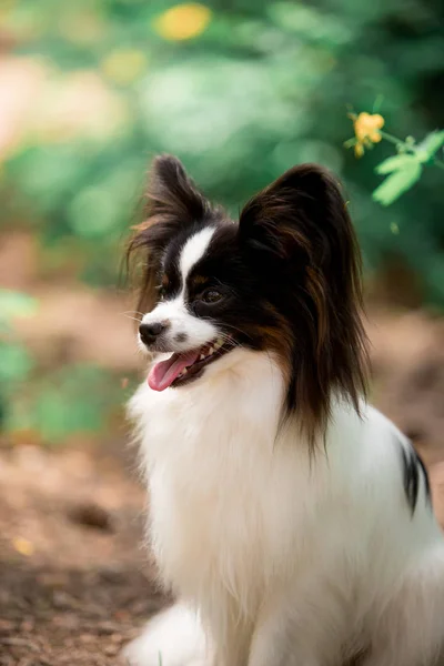 Retrato Papillon Raça Cão Posando Livre — Fotografia de Stock