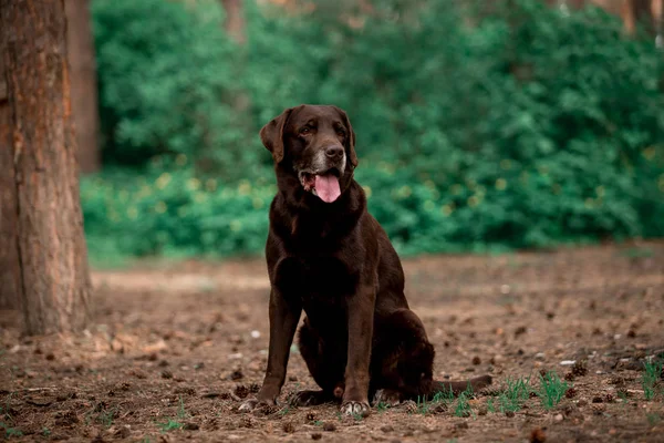 Ritratto Carino Labrador Retriever Razza Cane Posa Nella Foresta — Foto Stock