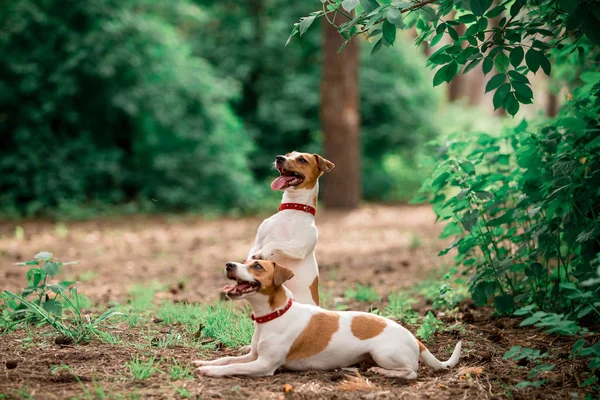 Gündüz Ormanda Oturan Jack Russell Cins Köpeklerin Portresi — Stok fotoğraf