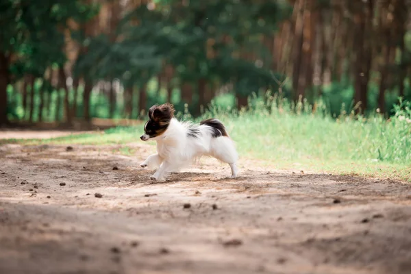 Juguetón Papillon Crianza Perro Corriendo Bosque — Foto de Stock