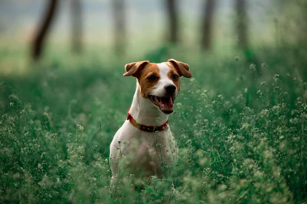 Portrait Jack Russell Breed Dog Sitting Grass — Stock Photo, Image