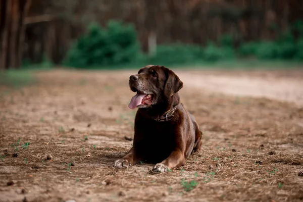 Portrét Roztomilou Labrador Extraktor Plemeno Psí Pózu Lese — Stock fotografie