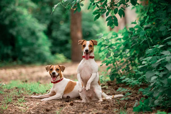 Gündüz Ormanda Oturan Jack Russell Cins Köpeklerin Portresi — Stok fotoğraf