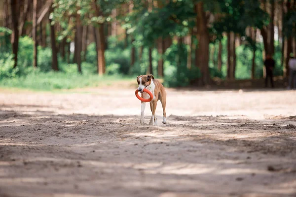 cute dog bringing circle toy while playing in forest