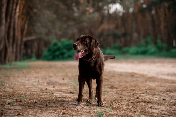 Porträtt Söt Labrador Återvinna Skapa Hund Poserar Skogen — Stockfoto