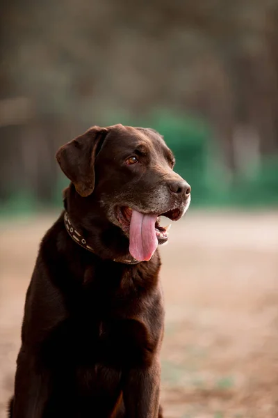 Arckép Ból Ravasz Labrador Vizsla Tenyészt Kutya Pózol Ban Erdő — Stock Fotó