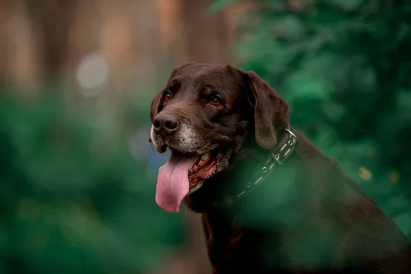 Portrét Roztomilou Labrador Extraktor Plemeno Psí Pózu Lese — Stock fotografie