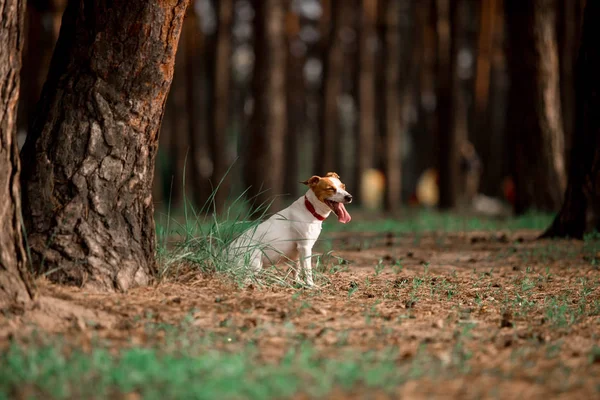 Juguetón Jack Russell Crianza Perro Corriendo Bosque — Foto de Stock