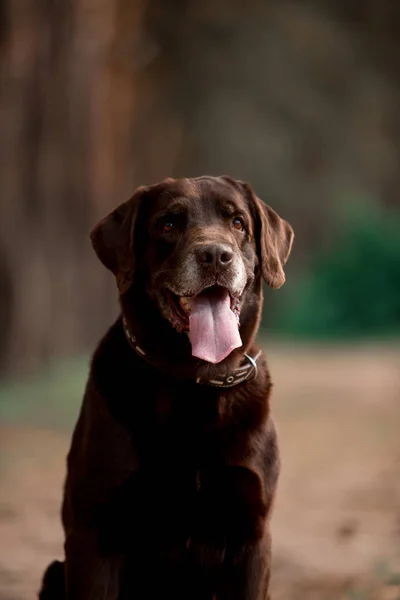 Porträt Des Niedlichen Labrador Retriever Hunderasse Posiert Wald — Stockfoto