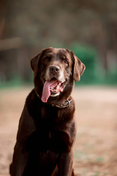 Arckép Ból Ravasz Labrador Vizsla Tenyészt Kutya Pózol Ban Erdő — Stock Fotó