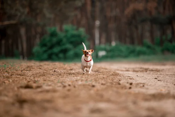 Juguetón Jack Russell Crianza Perro Corriendo Bosque — Foto de Stock