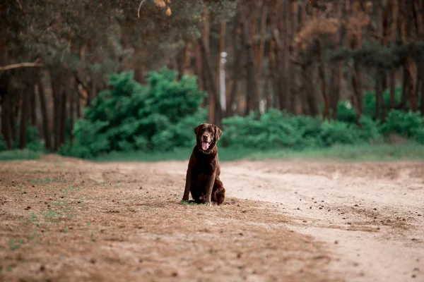 Ravasz Labrador Vizsla Tenyészt Kutya Ülő Ban Erdő — Stock Fotó