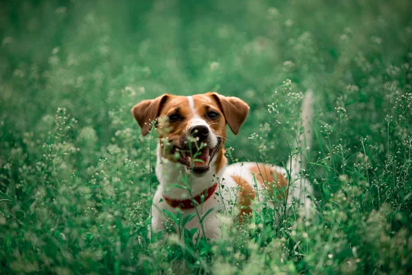 çimenlerde oturan Jack Russell cins köpek portresi 