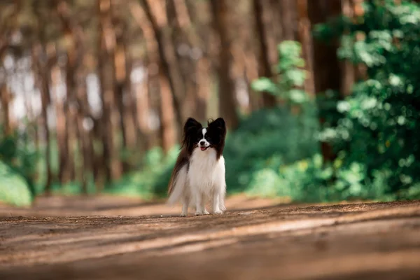 ormanda çalışan eğlenceli Papillon cins köpek  