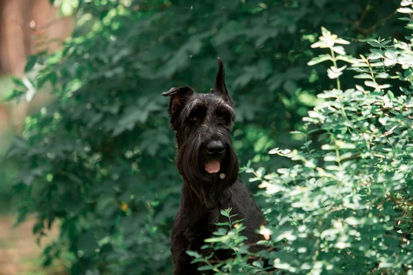 ormanda poz sevimli minyatür Schnauzer köpek portresi