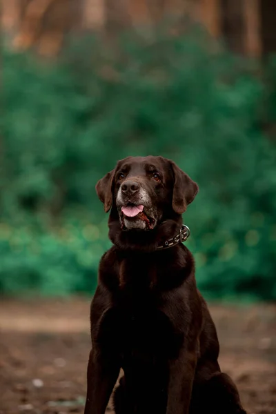 Arckép Ból Ravasz Labrador Vizsla Tenyészt Kutya Pózol Ban Erdő — Stock Fotó