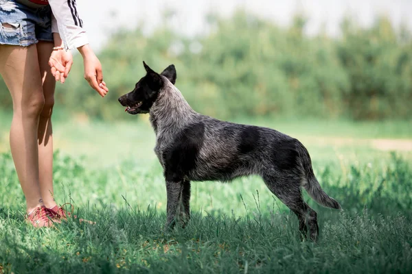 woman training friendly dog on lawn at daytime
