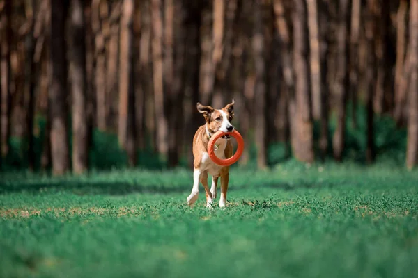 cute dog bringing circle toy while playing in forest