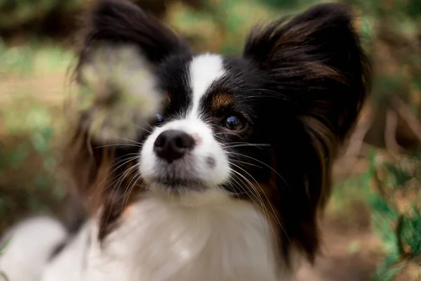 Portrait Chien Race Papillon Posant Extérieur — Photo