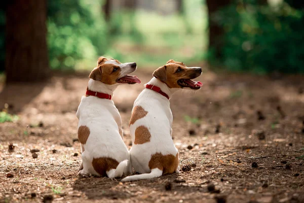 Vista Trasera Perros Raza Jack Russell Sentados Bosque Durante Día —  Fotos de Stock