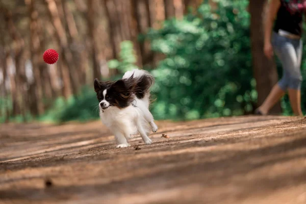 Chien Race Papillon Ludique Courir Avec Balle Dans Forêt — Photo