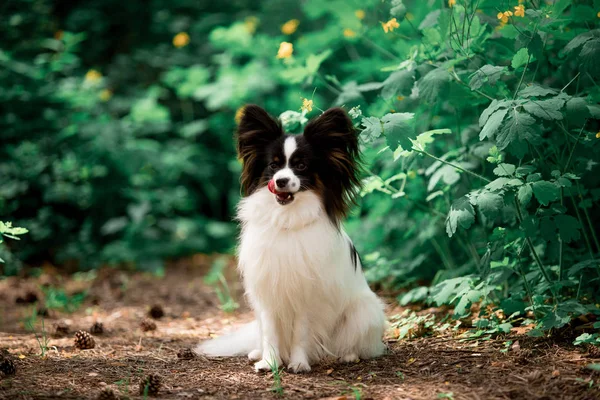 Açık havada poz Papillon cins köpek Portresi 