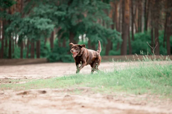 ormanda çalışan sevimli Labrador Retriever cins köpek