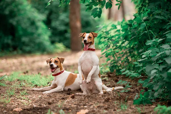 Gündüz Ormanda Oturan Jack Russell Cins Köpeklerin Portresi — Stok fotoğraf