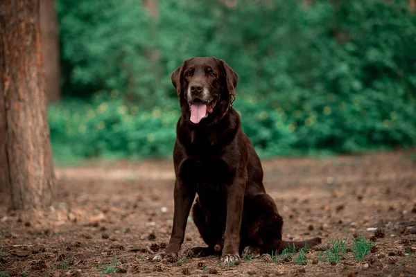 Arckép Ból Ravasz Labrador Vizsla Tenyészt Kutya Pózol Ban Erdő — Stock Fotó