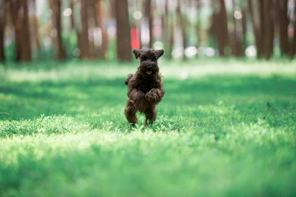 Petit Chiot Ludique Courir Pelouse Dans Forêt Ensoleillée — Photo