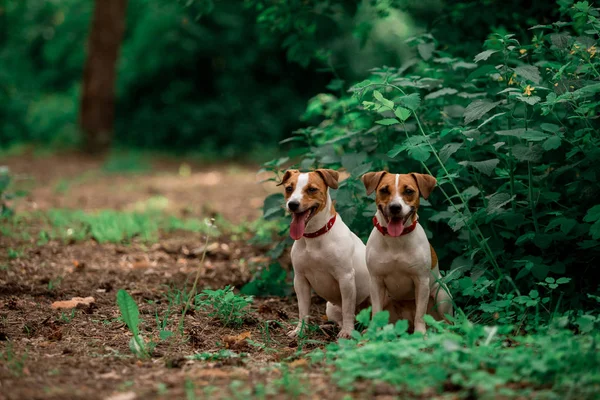 Portret Van Jack Russell Hondenras Honden Die Overdag Het Bos — Stockfoto