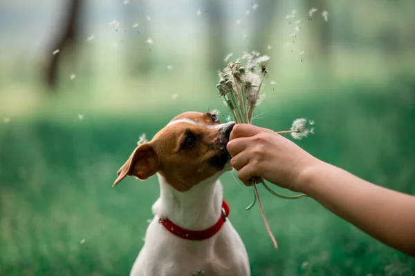 Portrait Jack Russell Breed Dog Sitting Grass Sniffing Dandelion — Stock Photo, Image