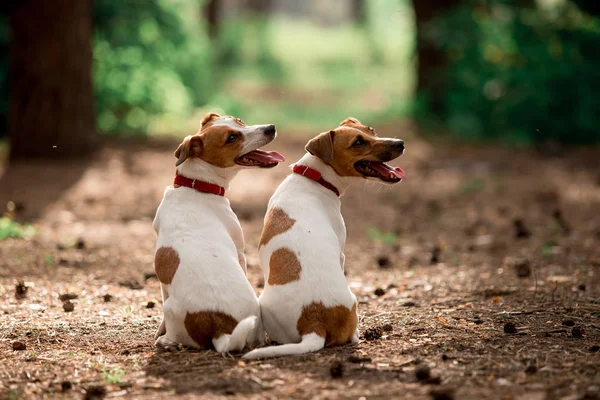 Vista Trasera Perros Raza Jack Russell Sentados Bosque Durante Día —  Fotos de Stock