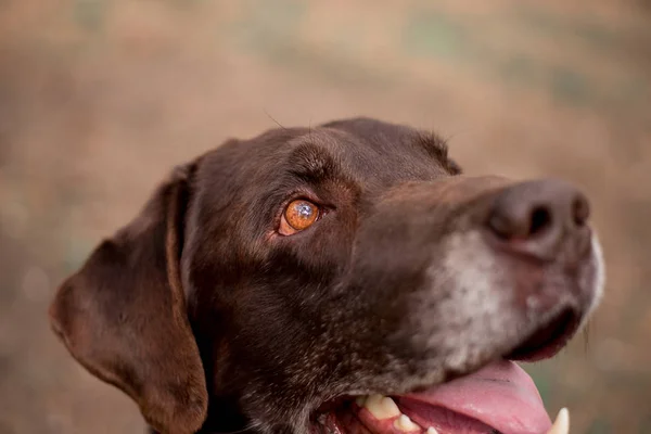 Portrét Roztomilou Labrador Extraktor Plemeno Psí Pózu Lese — Stock fotografie