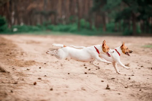 Juguetón Jack Russell Criar Perros Corriendo Bosque Juntos — Foto de Stock