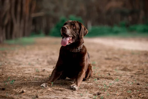 Arckép Ból Ravasz Labrador Vizsla Tenyészt Kutya Pózol Ban Erdő — Stock Fotó