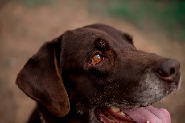 Arckép Ból Ravasz Labrador Vizsla Tenyészt Kutya Pózol Ban Erdő — Stock Fotó