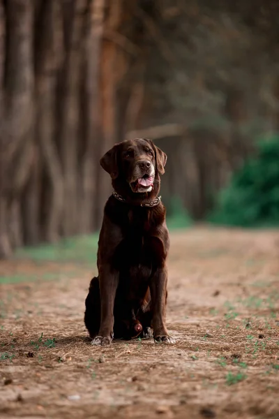 Портрет Cute Лабрадор Ретрівер Породи Собак Позує Лісі — стокове фото