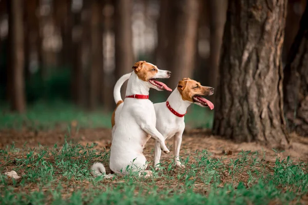 Gündüz Ormanda Oturan Jack Russell Cins Köpeklerin Portresi — Stok fotoğraf