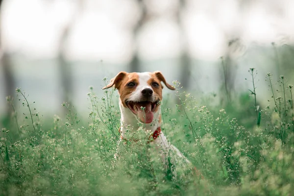 çimenlerde oturan Jack Russell cins köpek portresi 
