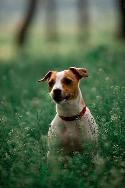 草の中に座っているジャック ラッセル犬の肖像画 — ストック写真