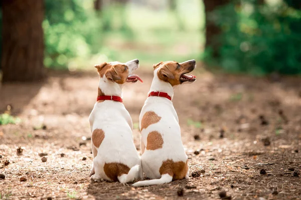 Rear View Jack Russell Breed Dogs Sitting Forest Daytime — Stock Photo, Image