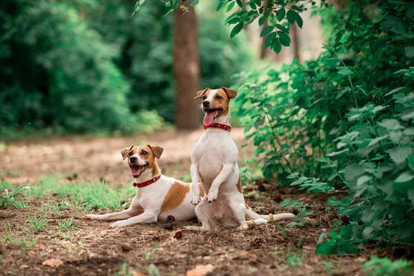 Gündüz Ormanda Oturan Jack Russell Cins Köpeklerin Portresi — Stok fotoğraf