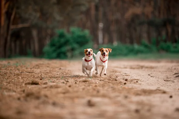 Birlikte Ormanda Çalışan Eğlenceli Jack Russell Cins Köpekler — Stok fotoğraf