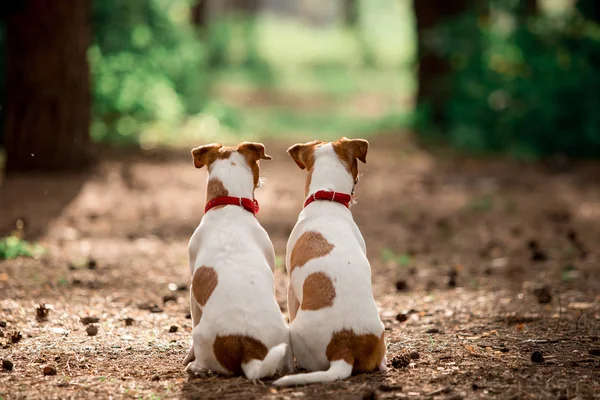 Vista Trasera Perros Raza Jack Russell Sentados Bosque Durante Día —  Fotos de Stock